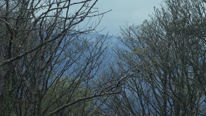 Bare tree branches frame a misty mountain view in a dense quiet forest