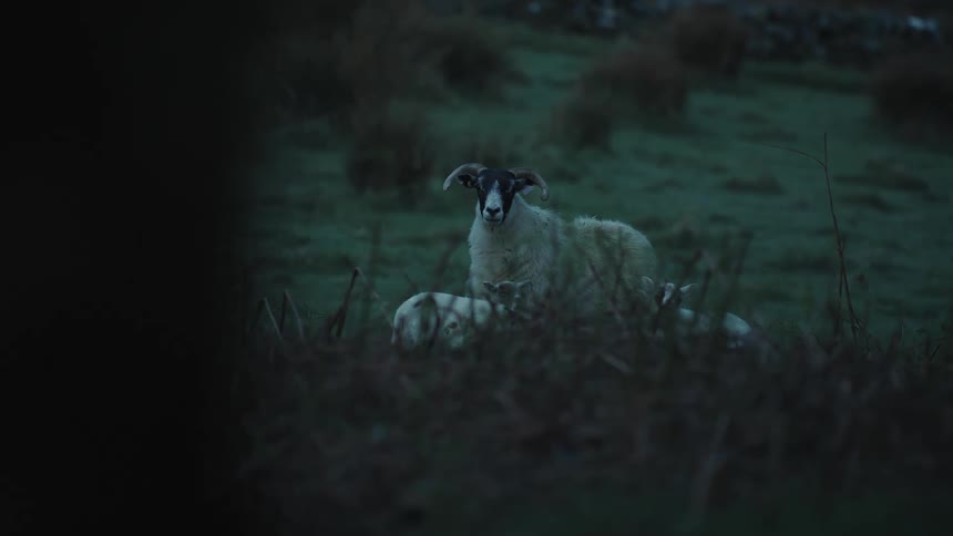 Sheep and lambs stand together on the hill