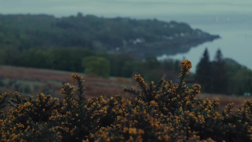 Yellow wildflowers in foreground with misty coast behind