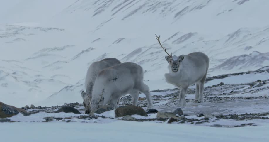 Three reindeer are grazing near a mountain