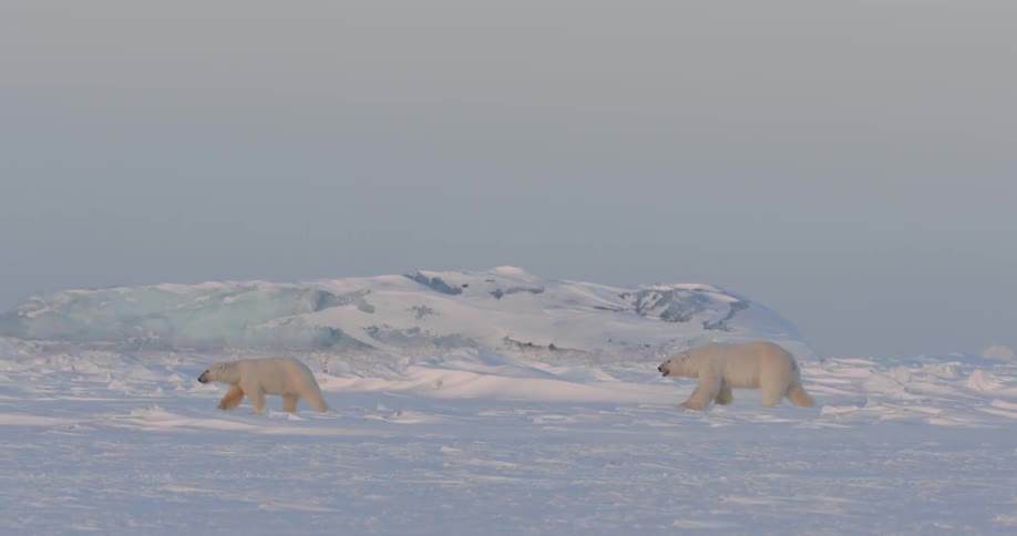 Two polar bears walk over snowy ground