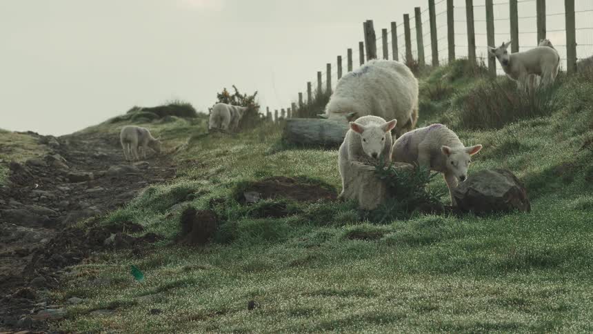 Lambs and sheep graze near a rocky path in a misty rural pasture