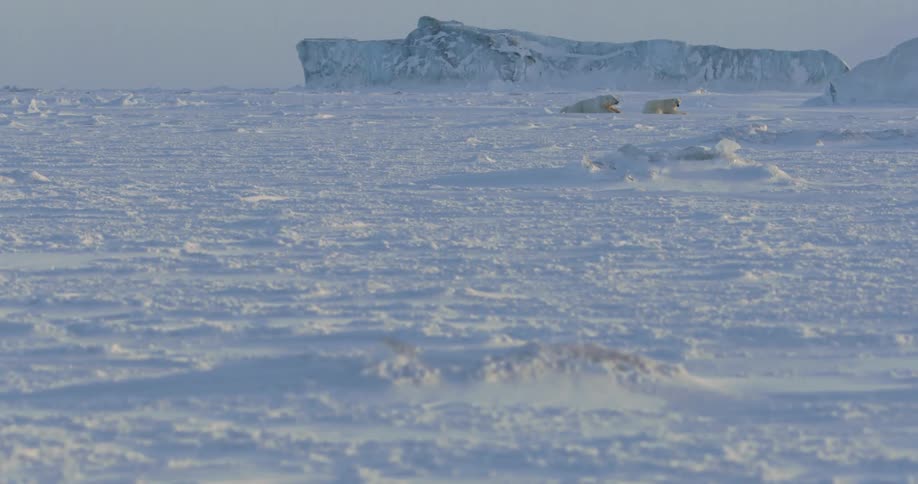 Polar bears on an ice field