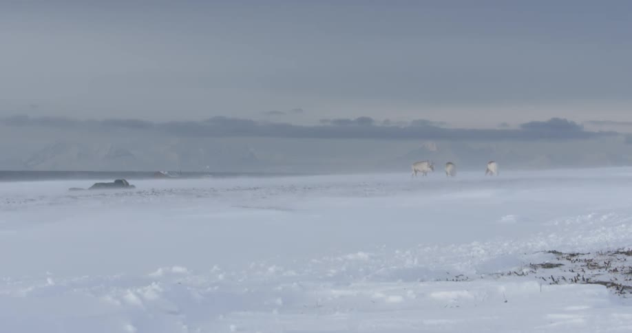 Reindeers walk in the distance on this field