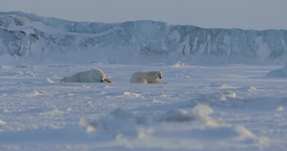 Two polar bears lay in the snow