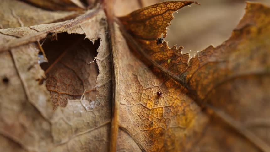 Tiny oribatid mite walking on a decaying brown leaf