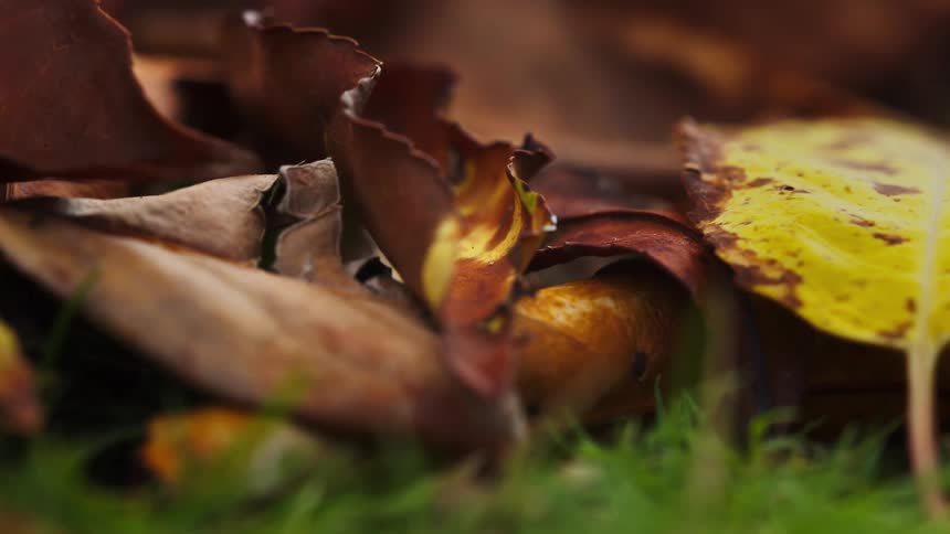 Fallen autumn leaves in shades of brown and yellow rest on green grass