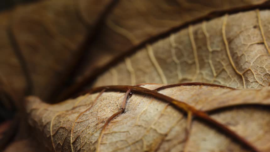 A very small bug, an oribatid mite, is on the leaf