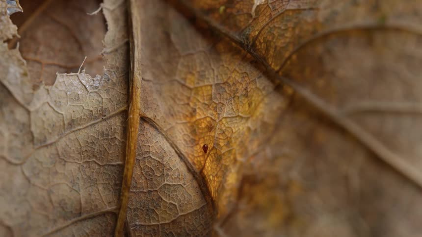 A small bug crawls across a leaf