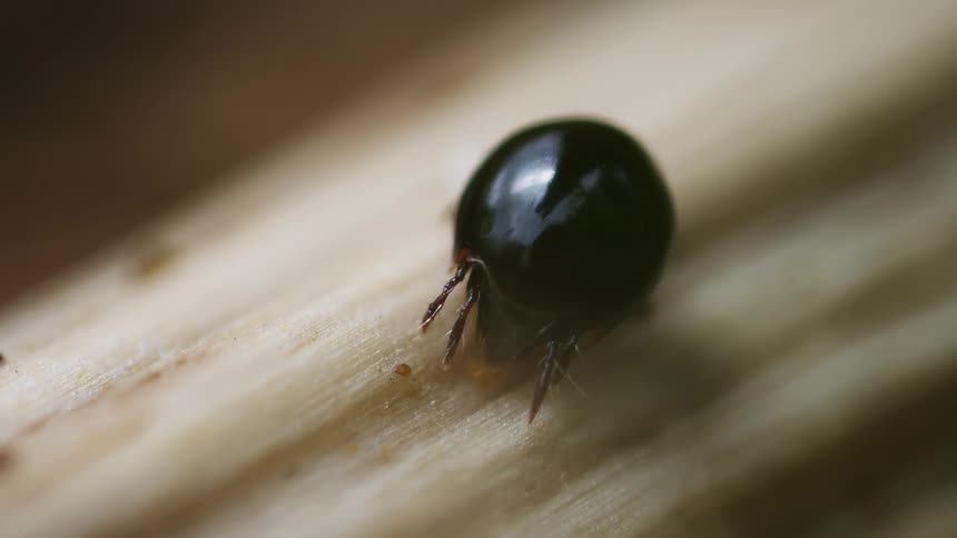 The tiny mite is moving on the stem