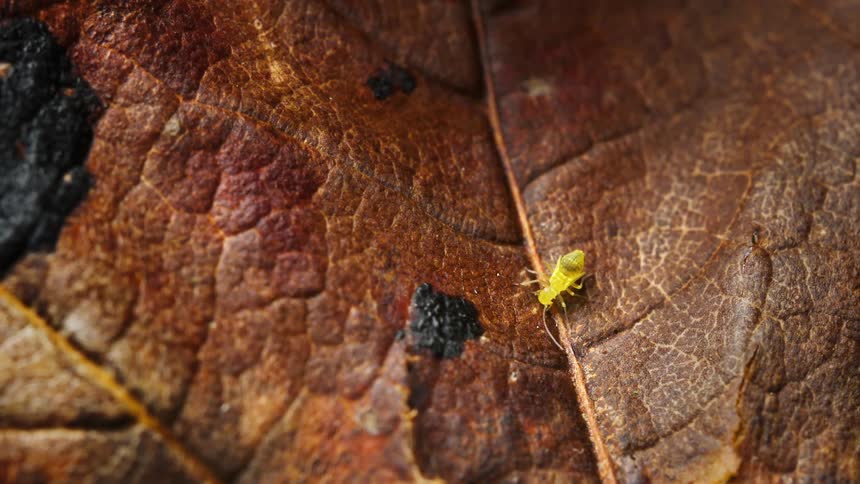 Yellow insect on a dry leaf