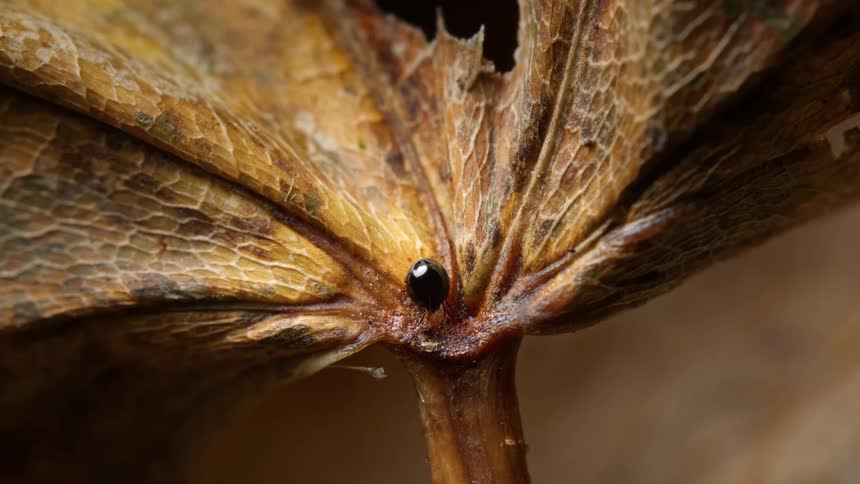 Small oribatid mite walking on a dead leaf