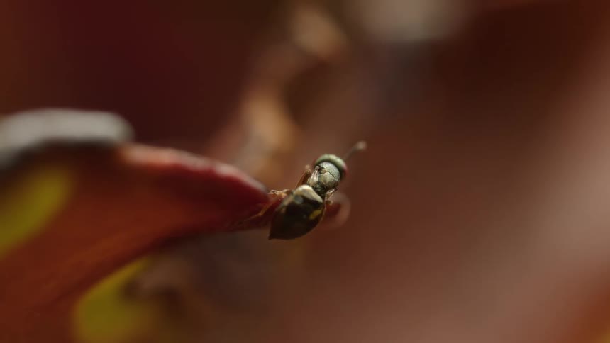Macro shot of a fly on a reddish brown petal edge