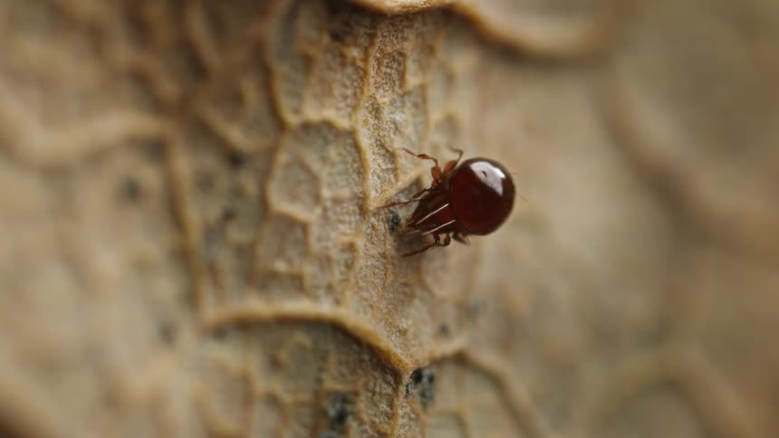 The mite is moving on the leaf