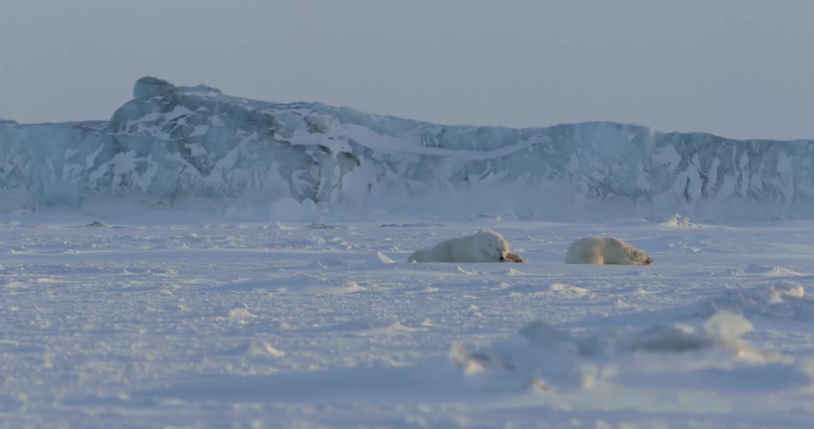 Two polar bears are sleeping in the snow