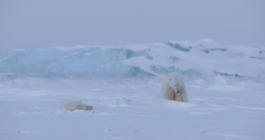 One polar bear resting and another looking around