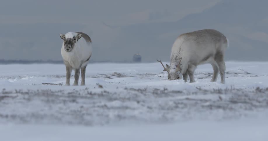 Reindeer graze in the snow