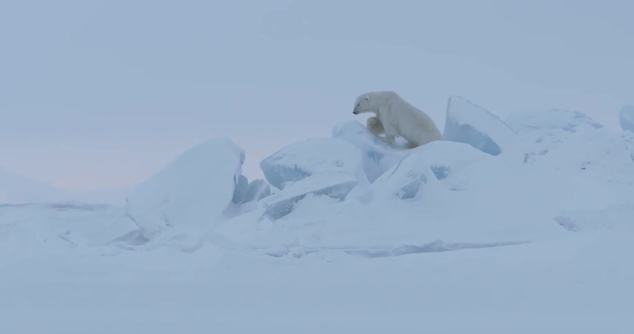 A polar bear walks over a snowy hill