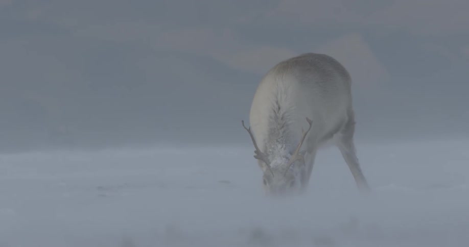 A reindeer digging in the snow on windy day in the arctic