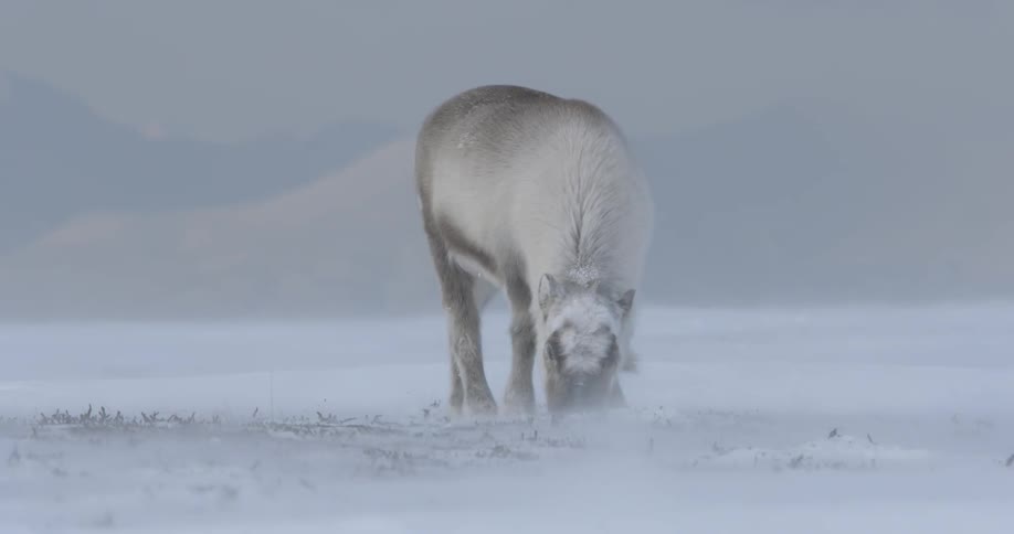 A deer grazes in the tundra on a windy day