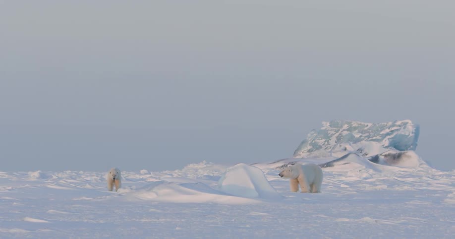 Some polar bears walking through the snow