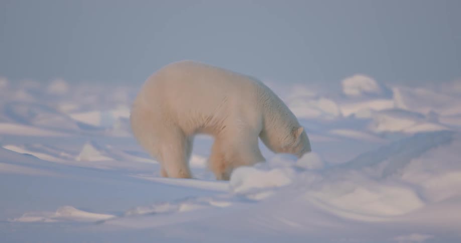 A polar bear stands in the snow