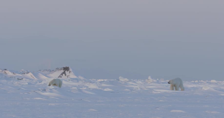 Two polar bears walk over snowy ground