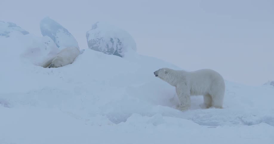 Two polar bears walk over snowy ground