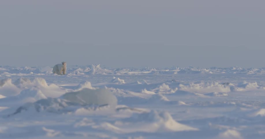 A polar bear walks in the snow