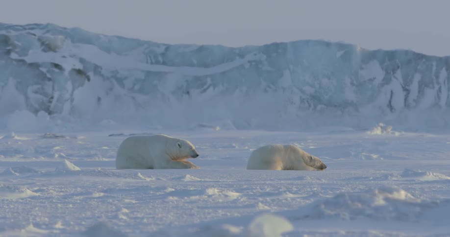 A coupe of polar bears laying around on the snow and enjoying the sun