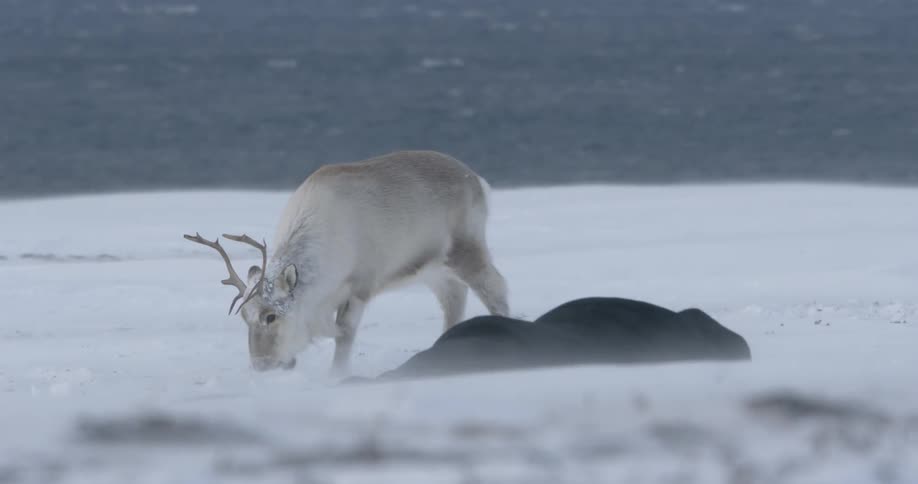 A reindeer digging in the snow on windy day in the arctic