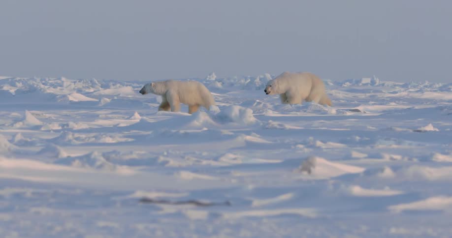 Two polar bears walk across a frozen landscape