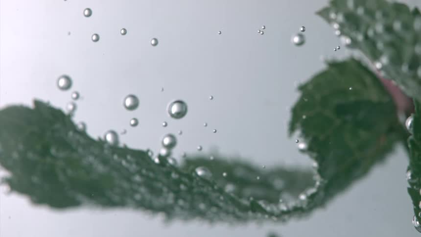 Drops of water fly off the plant