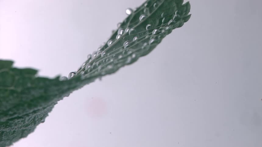 A leaf underwater moves periodically creating bubbles beneath the surface