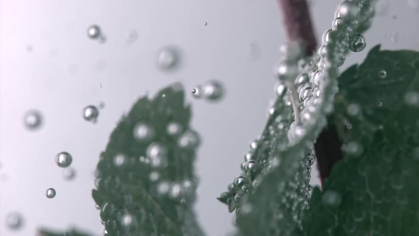 Mint leaves floating in water surrounded by small bubbles
