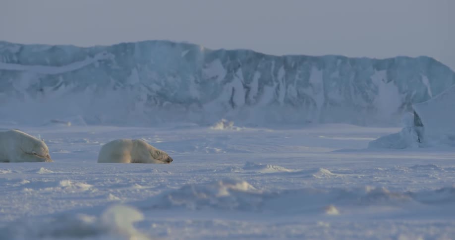 Polar bears are sleeping in the snow