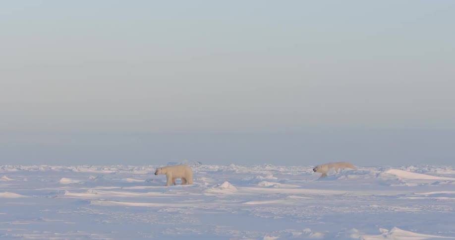 Two polar bears running in the snow