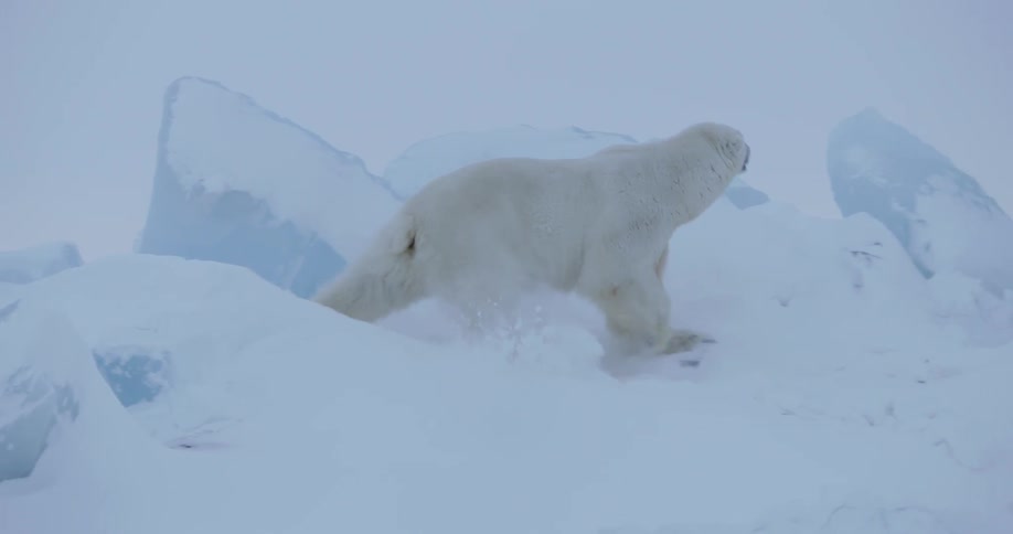 A polar bear climbs over ice
