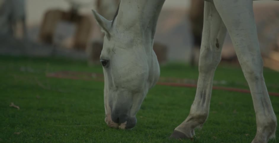 White horse eating grass