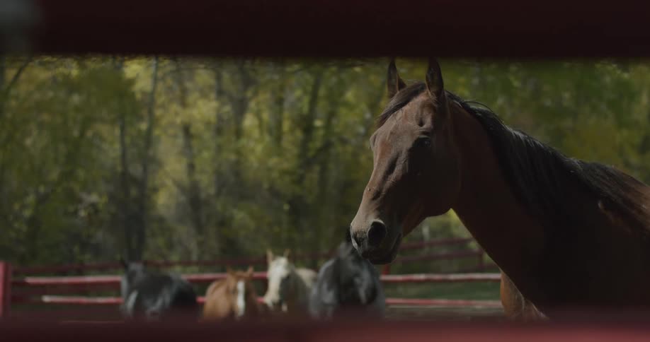 Brown horse stands in paddock looking ahead