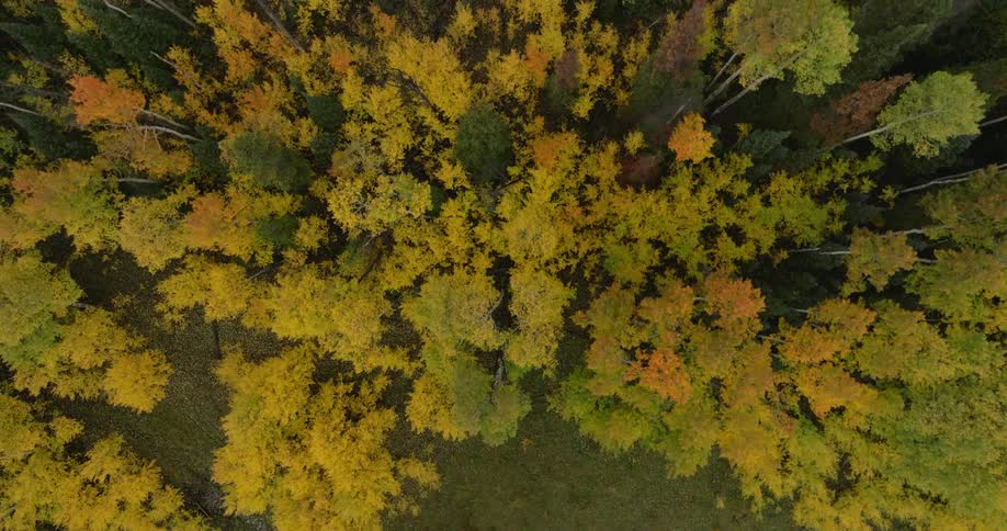 The trees are yellow in the fall