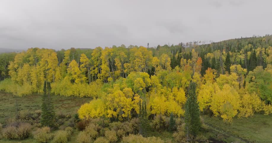 Landscape of a forest of greenish and yellow trees