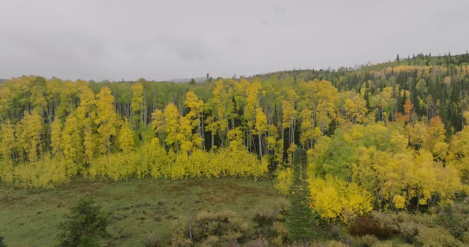 Yellow trees fill the large forest