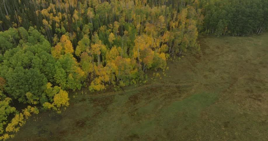 A dense autumn forest stretches across rolling hills under a hazy sky