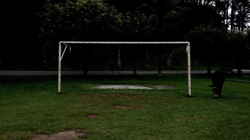 A donkey is grazing near the soccer net