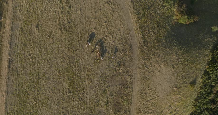 Aerial view of a group of horses standing in an open grassy field