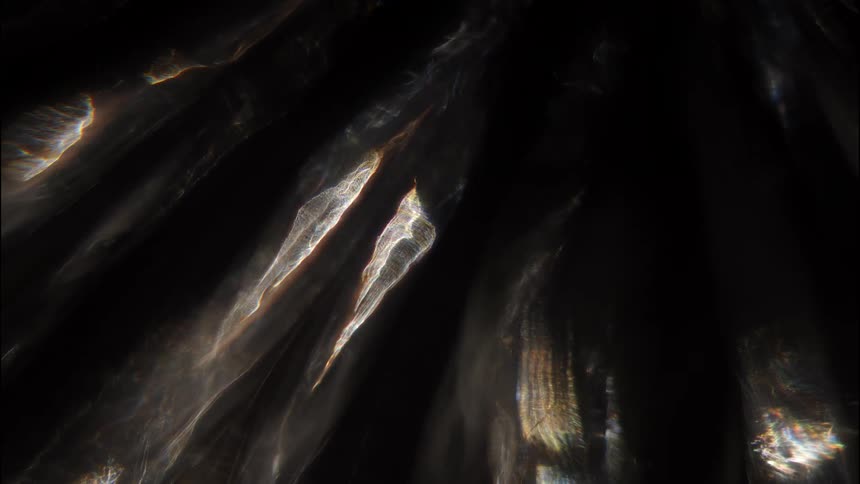 Fungus growing under sparse light and shadows