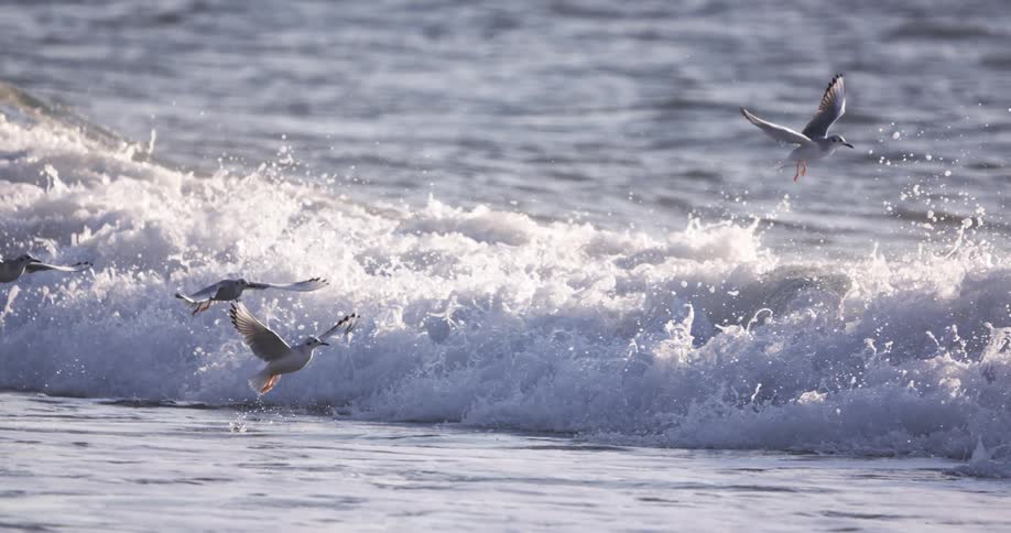 Seagulls fly and land in ocean waves along a coastal shoreline
