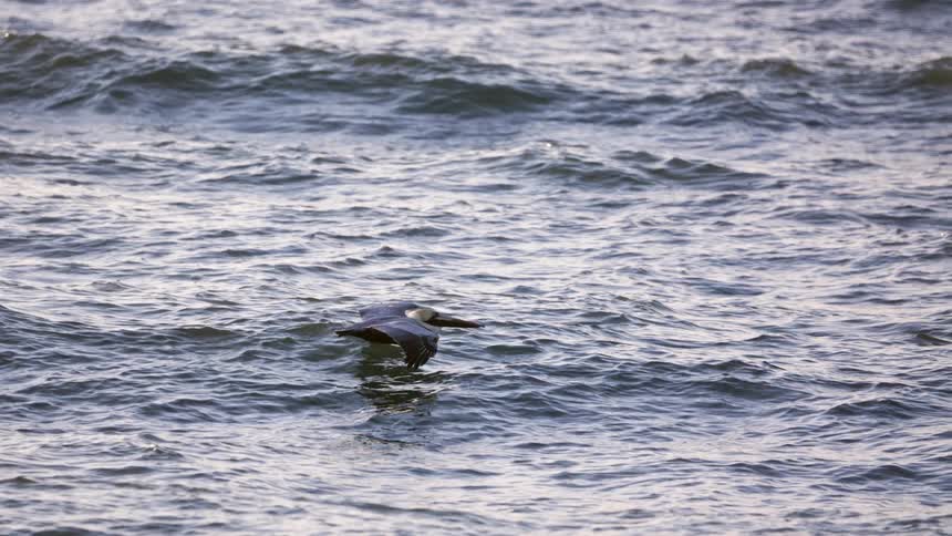 A bird is flying low over rippling ocean waves