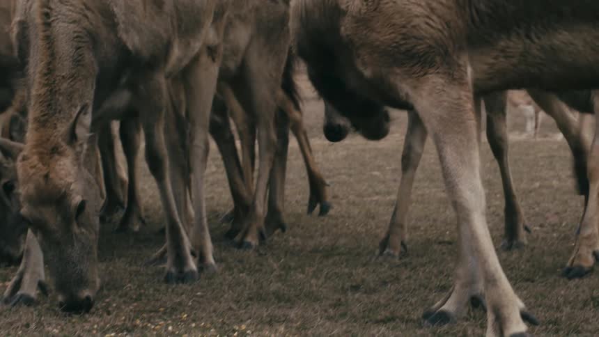 A herd of deer with fuzzy antlers are gathered closely together eating kernels of corn off the dry grass